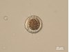 Photo of Mesodinium rubrum